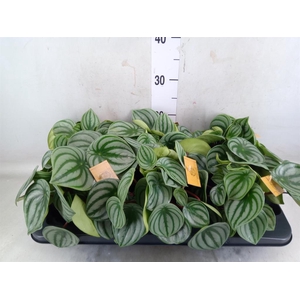 Peperomia argyreia