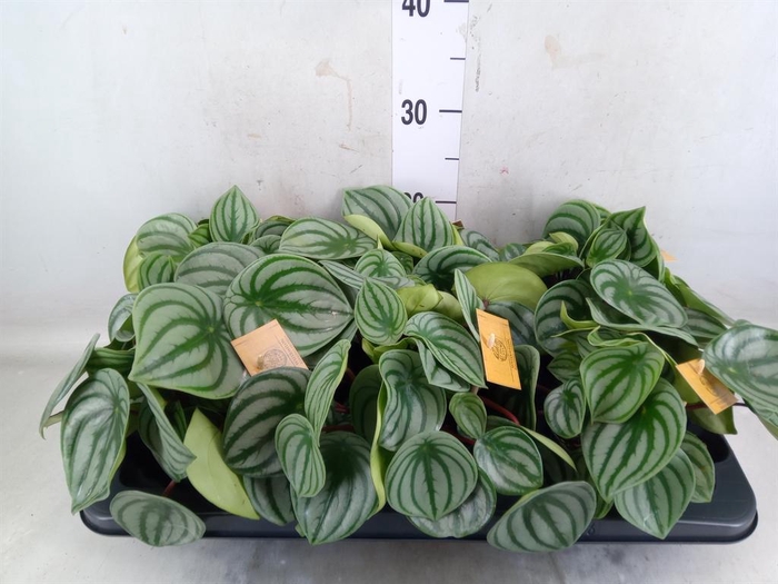 <h4>Peperomia argyreia</h4>