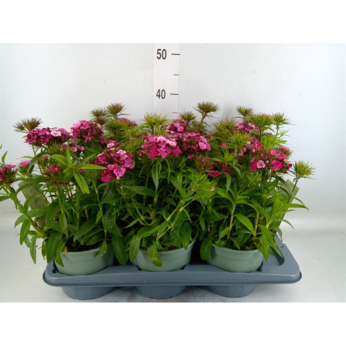 <h4>Dianthus barb. 'Dart Pink Magician'</h4>