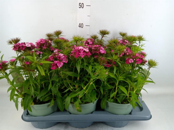 <h4>Dianthus barb. 'Dart Pink Magician'</h4>