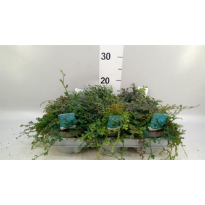 Selaginella uncinata 'Peacock'