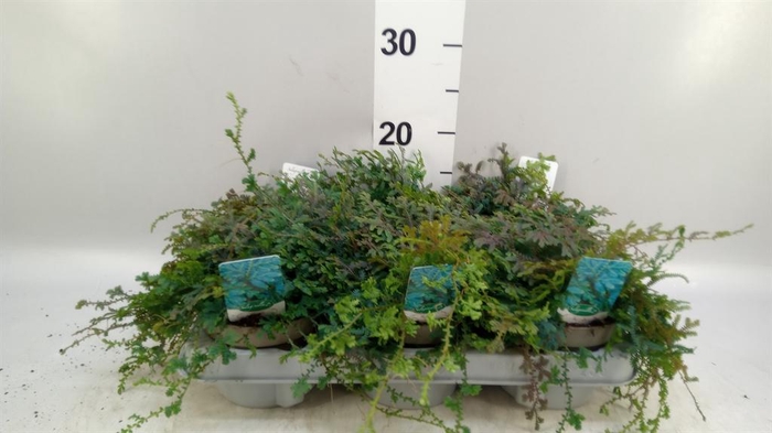 <h4>Selaginella uncinata 'Peacock'</h4>