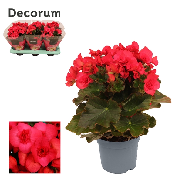 <h4>Begonia Serena</h4>