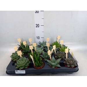 Succulents   ...mix 4
