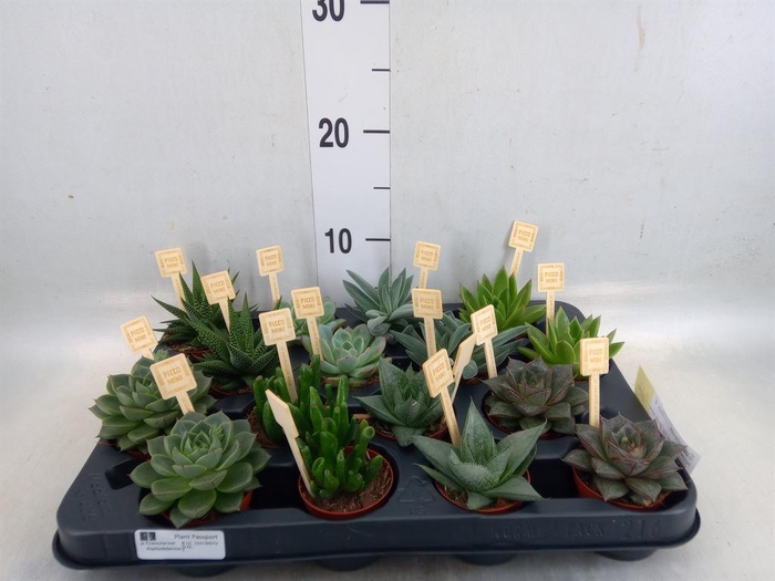 <h4>Succulents   ...mix 4</h4>