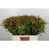 Leucadendron Ayoba Cherry Pearl Spray