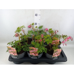Dicentra spectabilis