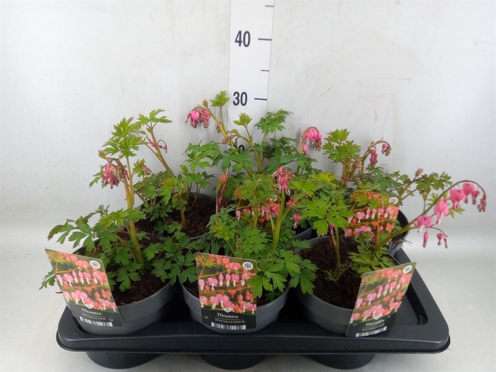 <h4>Dicentra spectabilis</h4>