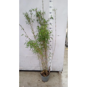 Fargesia  'Jiuzhaigou 1'