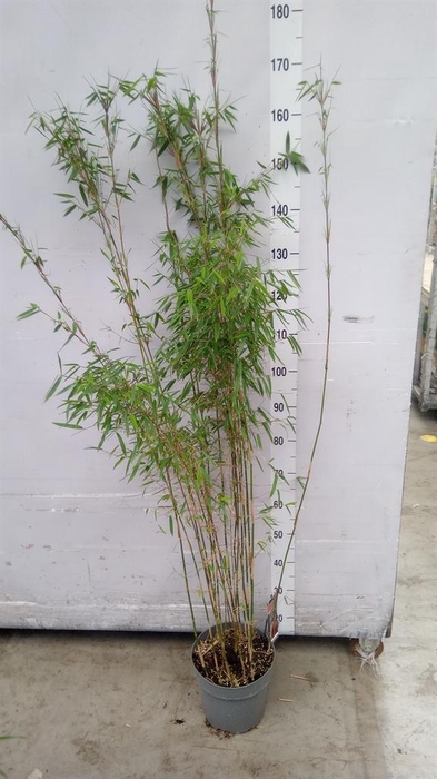 <h4>Fargesia  'Jiuzhaigou 1'</h4>