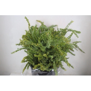 Mimosa St Elena P Bujnch