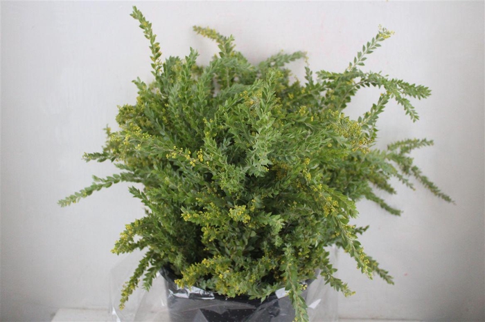 <h4>Mimosa St Elena P Bujnch</h4>