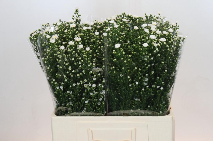 <h4>Aster Paquita</h4>