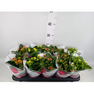 Kalanchoe blos.   ..mix 6