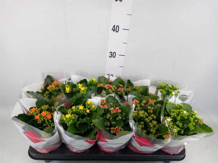 <h4>Kalanchoe blos.   ..mix 6</h4>