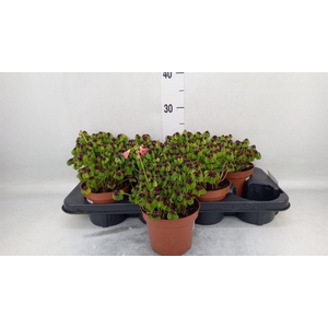 Oxalis deppei