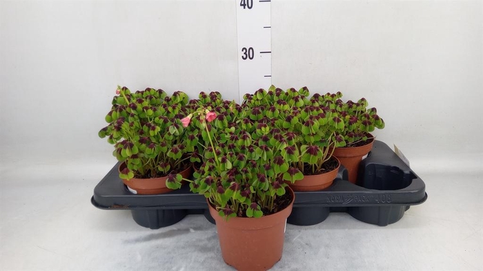 <h4>Oxalis deppei</h4>