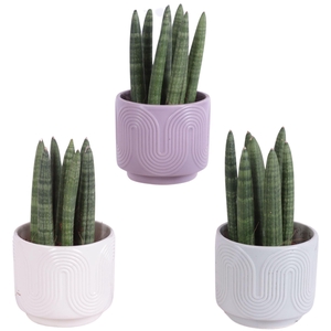 Sansevieria Cylindrica Straight 7 Leaf in Ø11cm Ceramic SE571
