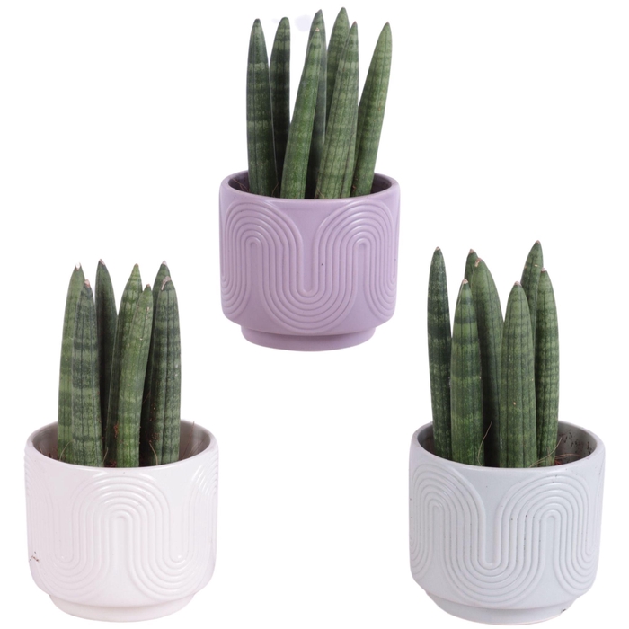 <h4>Sansevieria Cylindrica Straight 7 Leaf in Ø11cm Ceramic SE571</h4>