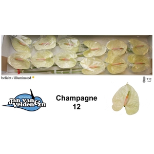 Anth. andr. 'Champagne' x12