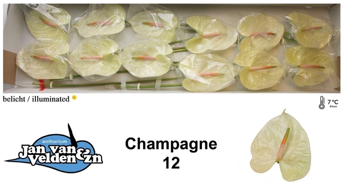 <h4>Anth. andr. 'Champagne' x12</h4>