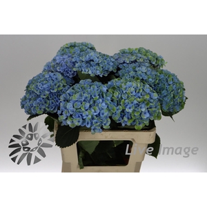 Hydrangea mag revolution