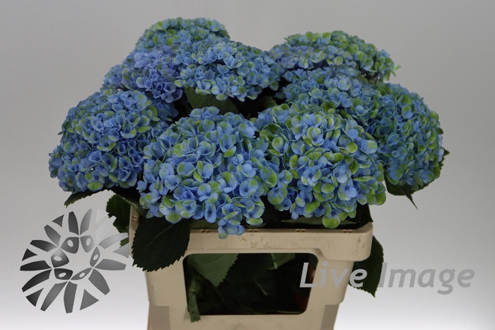 <h4>Hydrangea mag revolution</h4>
