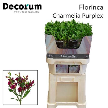 <h4>Alst Fl Charme Purplex</h4>