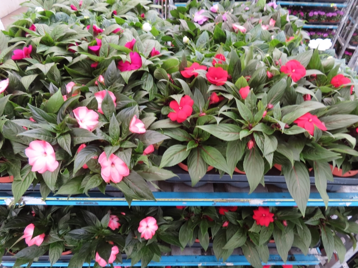 <h4>IMPAT NG MIXK 4 KL</h4>