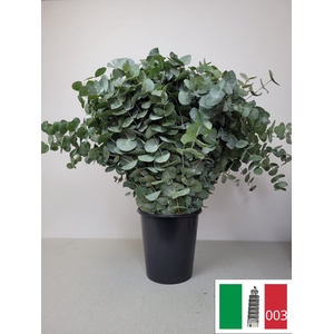 EUC CINEREA PER STEEL