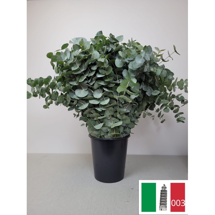 <h4>EUC CINEREA PER STEEL</h4>