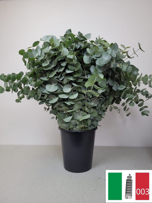 EUC CINEREA PER STEEL