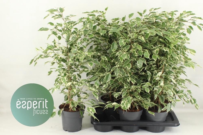 <h4>FIC BE TWILIGHT</h4>