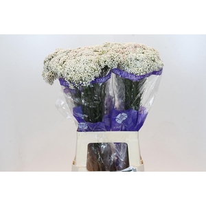 Ozothamnus Cooks Snow White