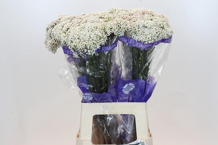 Ozothamnus Cooks Snow White