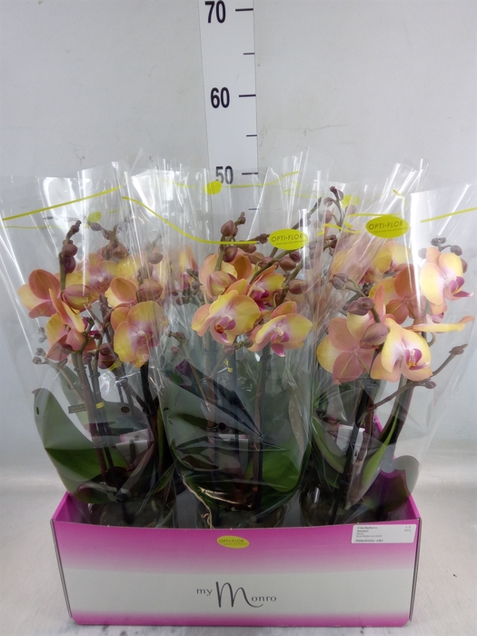 <h4>Phalaenopsis   ...yellow</h4>