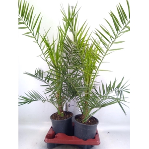 Phoenix canariensis