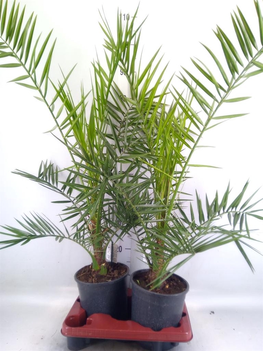 <h4>Phoenix canariensis</h4>