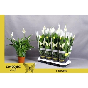 SPATH PICO CUPIDO P13 5+