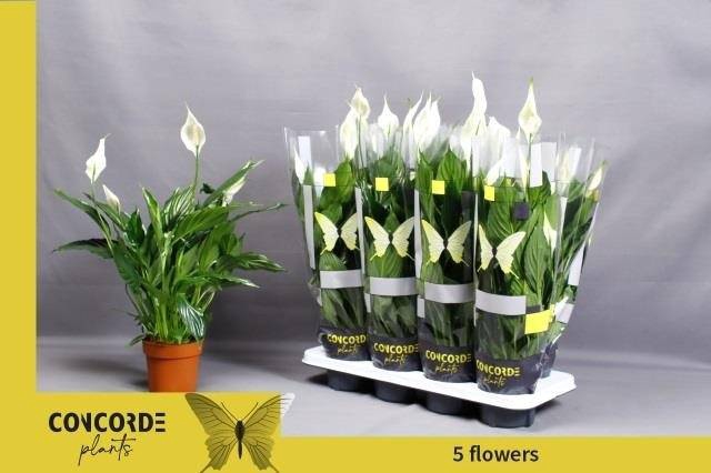 <h4>SPATH PICO CUPIDO P13 5+</h4>