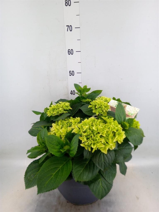 <h4>Hydrangea mac.</h4>