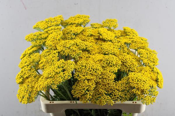 <h4>Achillea Park Variety L60</h4>