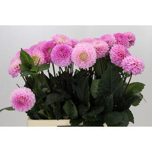 Dahlia Wizard of Oz