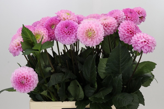 <h4>Dahlia Wizard of Oz</h4>