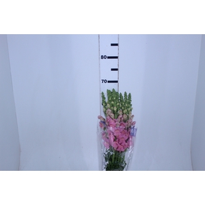 BOCA DE LEAO ROSA 070 CM