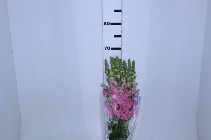 BOCA DE LEAO ROSA 070 CM