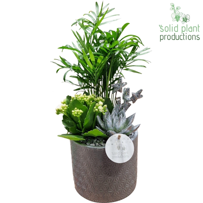 <h4>CE001 Amy Silver</h4>