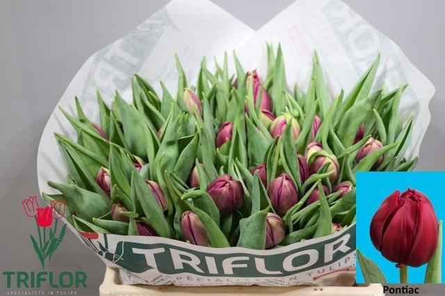 <h4>TU DU PONTIAC</h4>