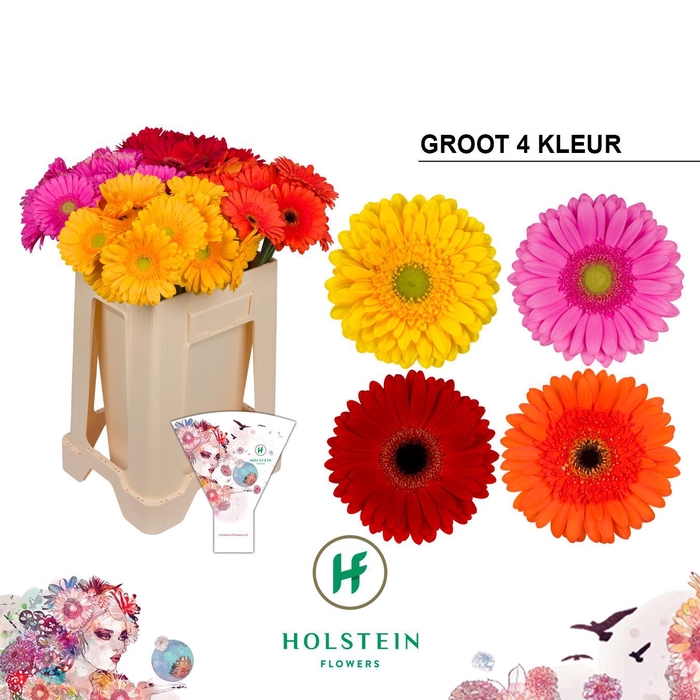 <h4>Gerbera Mix 4 kleuren</h4>