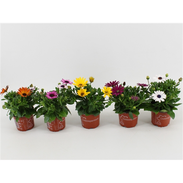 <h4>Osteospermum 'Margarita' mixcc</h4>